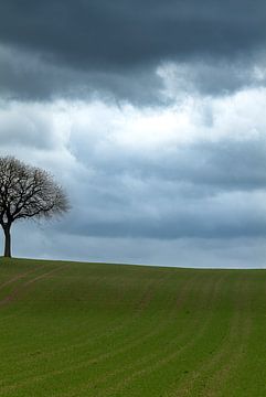 Eenzame boom in een glooiend veld van André Post