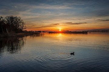zonsondergang over het riet