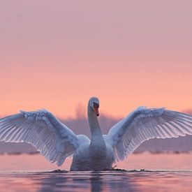 Swan with Sunset by Roeselien Raimond
