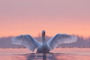 Zwaan met Zonsondergang