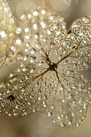 Hortensie bling von Esther van Dijk