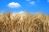 Barley field against a blue sky