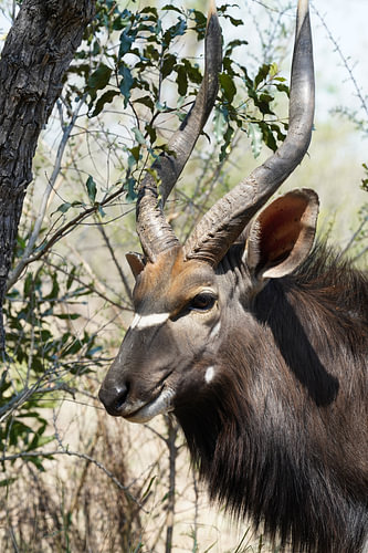 Beautiful Nyala
