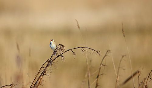 Zomerse Symfonie – Rietzanger tussen Wuivend Riet