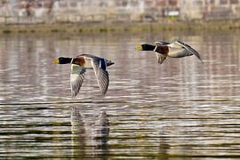 Des canards colverts en vol sur Karin Jähne