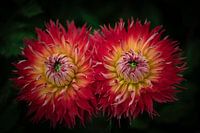 Double Vision