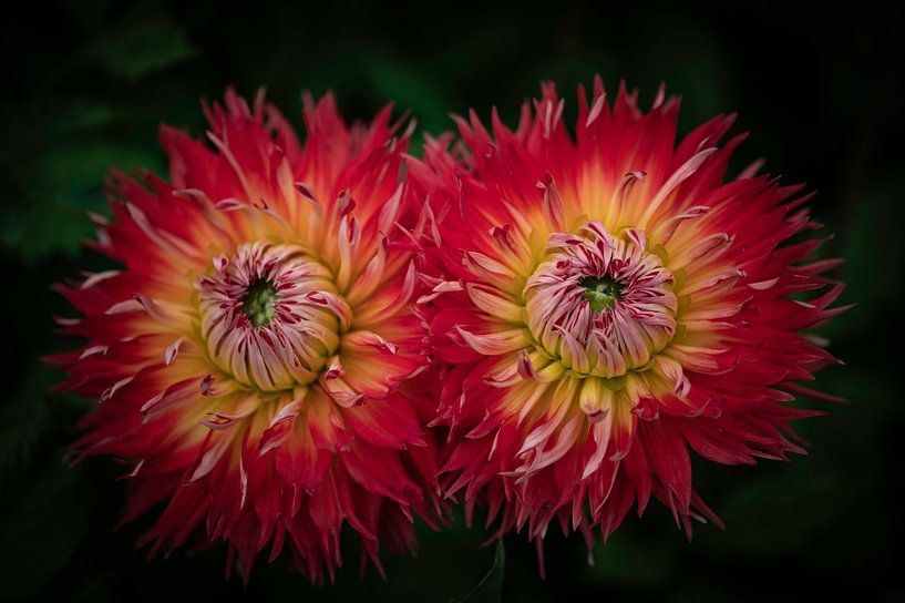 Double Vision van Dirk Verweij
