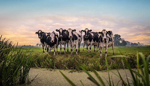 Nieuwsgierige koeien in prachtig ochtend licht.