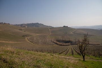 Blick auf die piemontesischen Hügel mit Weinbergen, Italien im Winter