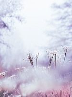 Nebel und Frost