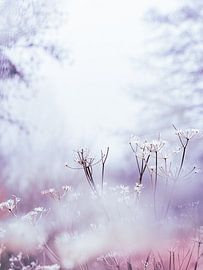 Nebel und Frost von Maneschijn FOTO