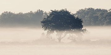 A misty morning in the Gasterse Duinen by Henk Meijer Photography