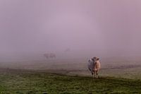 Vache dans le brouillard
