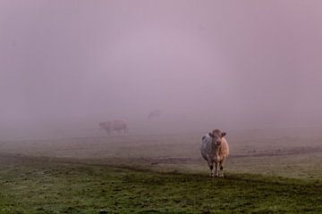 Koe in de mist van Ralf Bankert