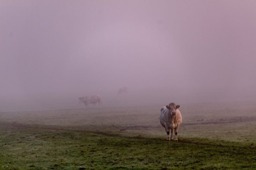Cow in the fog by Ralf Bankert