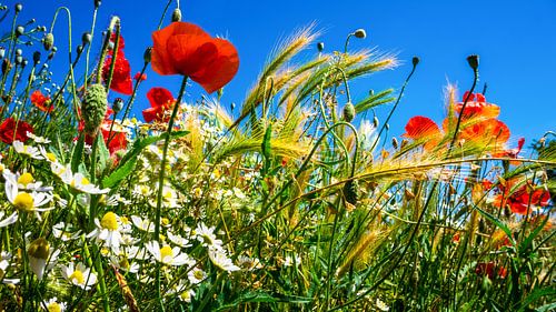 poppy field