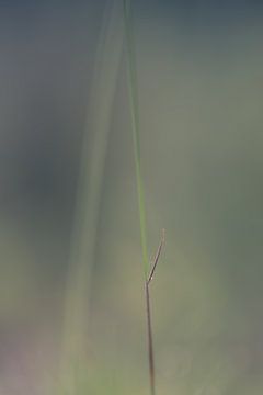 Gras by Robert Wiggers