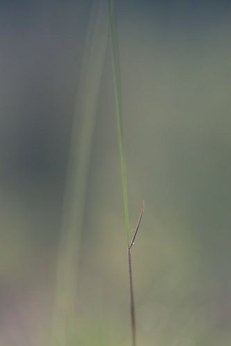Gras