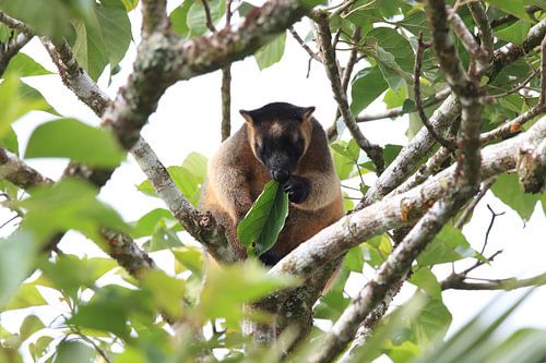 Een Lumholtz-boomkangoeroe (Dendrolagus lumholtzi) Queensland, Australië