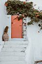 Colorful front door | Colorful front door by shanine Roosingh thumbnail