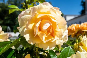 Kaarslicht ® - gele hoogstam roos in de orangerie van GH Foto & Artdesign