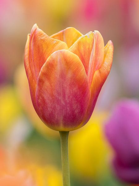 Rote und gelbe Tulpe mit buntem Hintergrund von Laurens de Waard