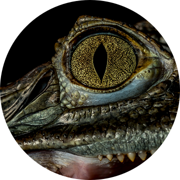 Krokodillen: Oog close-up van Rob Smit