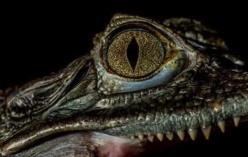 Crocodile eye close-up by Rob Smit