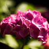 Hortensia roze van Big Vissie