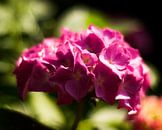 Hortensia roze van Big Vissie thumbnail