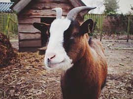 Hi little goat! by Harry Bouman