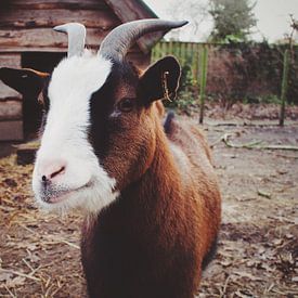 Hi little goat! by Harry Bouman