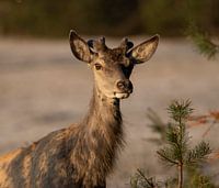 Rotwild auf der Veluwe