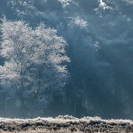 winter tree by Kas Maessen