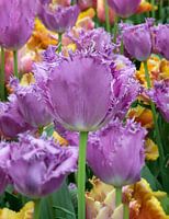 Tulipes