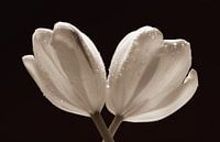 Deux tulipes avec des gouttes d'eau par LHJB Photography Aperçu