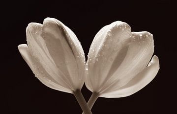 Two tulips with water drops