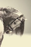 Picturesque artistic work of a head of a horse