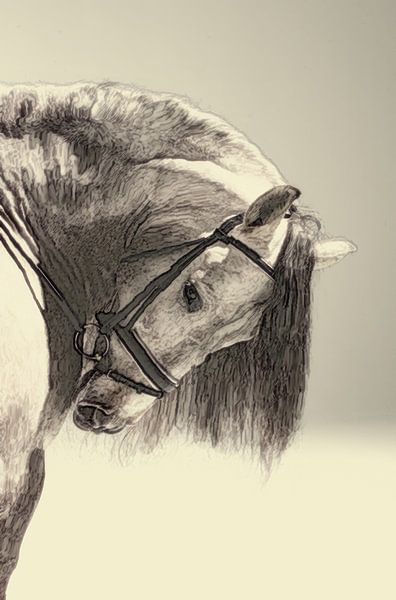 Malerische künstlerische Arbeit eines Kopfes eines Pferdes von Cor Heijnen