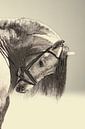 Malerische künstlerische Arbeit eines Kopfes eines Pferdes von Cor Heijnen Miniaturansicht