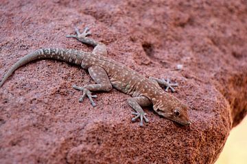 Gecko in Namib woestijn van Marieke Funke