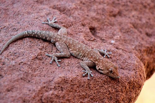 Gecko in Namibian desert