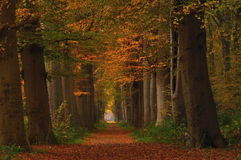 L'avenue aux couleurs de l'automne