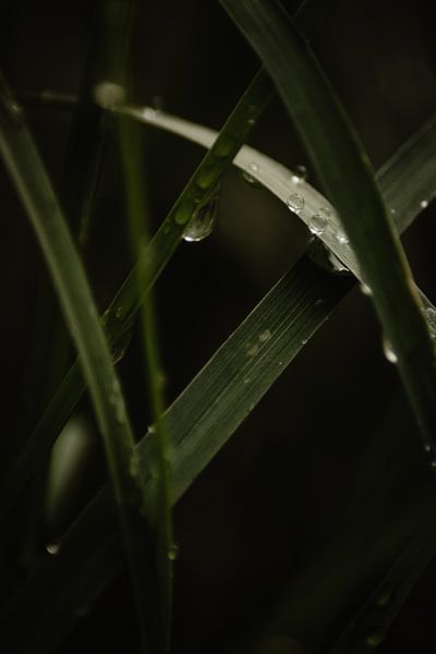 Regentropfen auf Ziergras (2/2) von Oog in Oog Fotografie