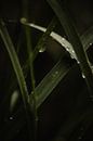 Regentropfen auf Ziergras (2/2) von Oog in Oog Fotografie Miniaturansicht