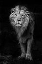 Zwart-witte minimalistische noir foto van een man met een krachtige mannelijke leeuw in de nachtelij van Michael Semenov thumbnail