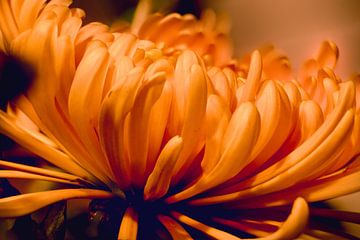 Closeup bloemenkroon van Joran Quinten