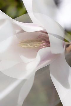 Magnolia bloem in de bloei van Tot Kijk Fotografie: natuur aan de muur
