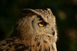 Eagle owl by Sylvia Baars - Schut