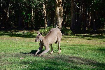 Een kangoeroe staat op van Frank's Awesome Travels